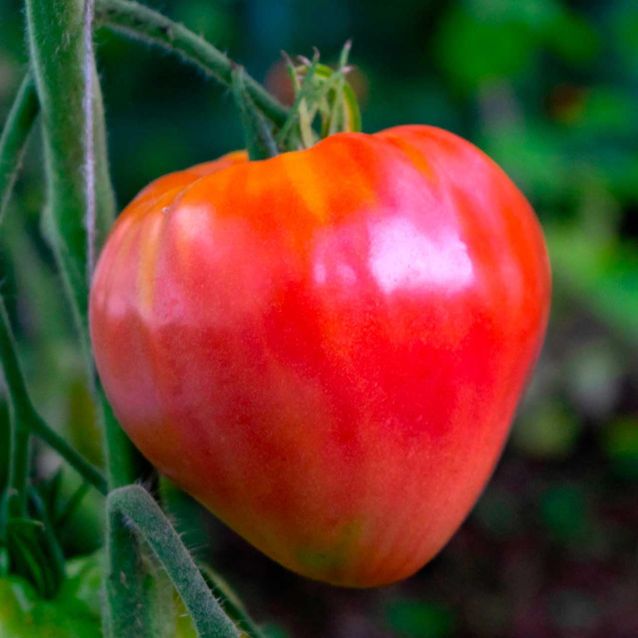 Hungarian Heart Tomato Seeds for Planting - 100 pcs